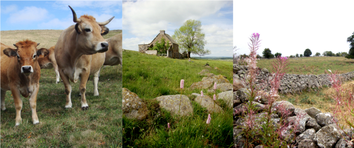 Carnet Nomade... en Aubrac
